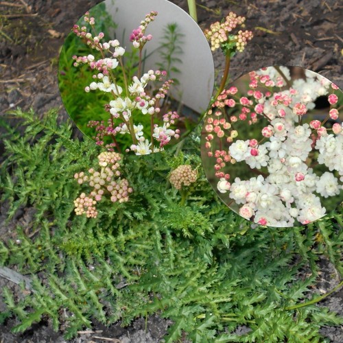 Filipendula vulgaris 'Multiplex' - Angerpist 'Multiplex' P9/0,55L